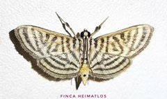 Spilomela pantheralis