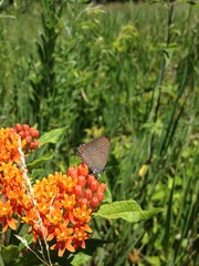 Satyrium edwardsii
