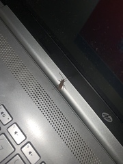 Hemiptera