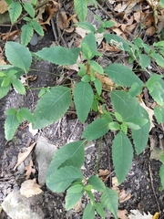 Impatiens pallida