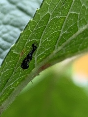 Stephanitis takeyai