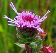 Liatris scariosa