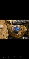 Icaricia lupini texanus