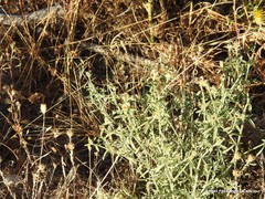 Petrorhagia prolifera