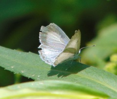 Celastrina neglecta