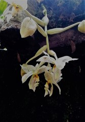 Stanhopea ruckeri