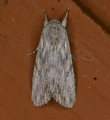 Spodoptera albula