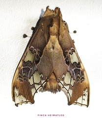 Parathyris cedonulli