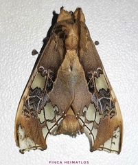 Parathyris cedonulli