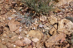 Astragalus leucolobus