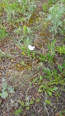 Calochortus apiculatus