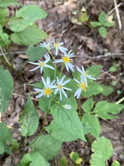 Eurybia chlorolepis