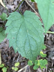 Eurybia chlorolepis