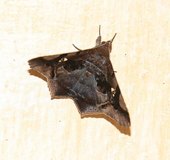 Euclystis guerini