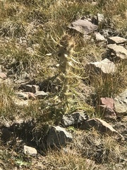 Cirsium culebraense