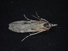 Scoparia indistinctalis