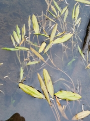 Potamogeton gramineus