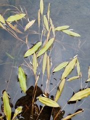 Potamogeton gramineus