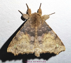 Olceclostera reperta