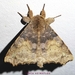 Olceclostera reperta - Photo no rights reserved, uploaded by Ferhat Gundogdu