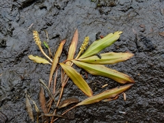 Potamogeton gramineus