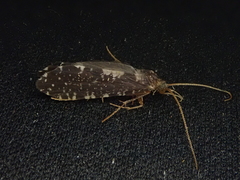 Polyplectropus