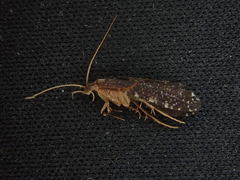 Polyplectropus