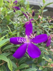 Pleroma semidecandrum