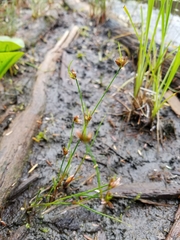 Juncus supiniformis