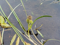 Sparganium hyperboreum