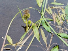 Sparganium hyperboreum