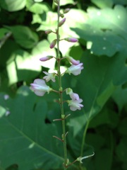 Hylodesmum