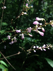 Hylodesmum