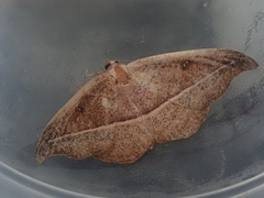 Sarisa muriferata