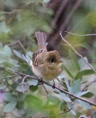 Empidonax occidentalis