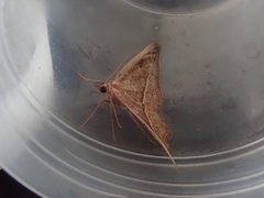 Sarisa muriferata