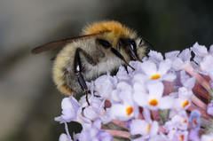 Bombus pascuorum