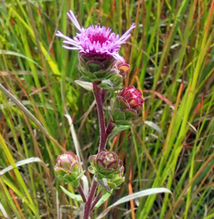 Liatris scariosa