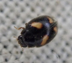 Nephus quadrimaculatus