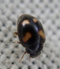 Nephus quadrimaculatus