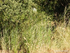 Trifolium angustifolium