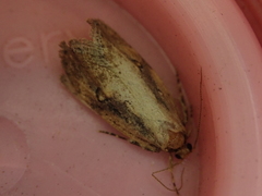 Atomotricha isogama