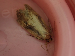 Atomotricha isogama