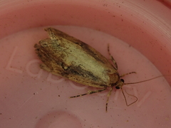 Atomotricha isogama