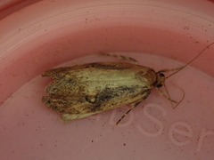 Atomotricha isogama