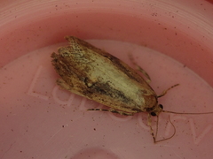 Atomotricha isogama