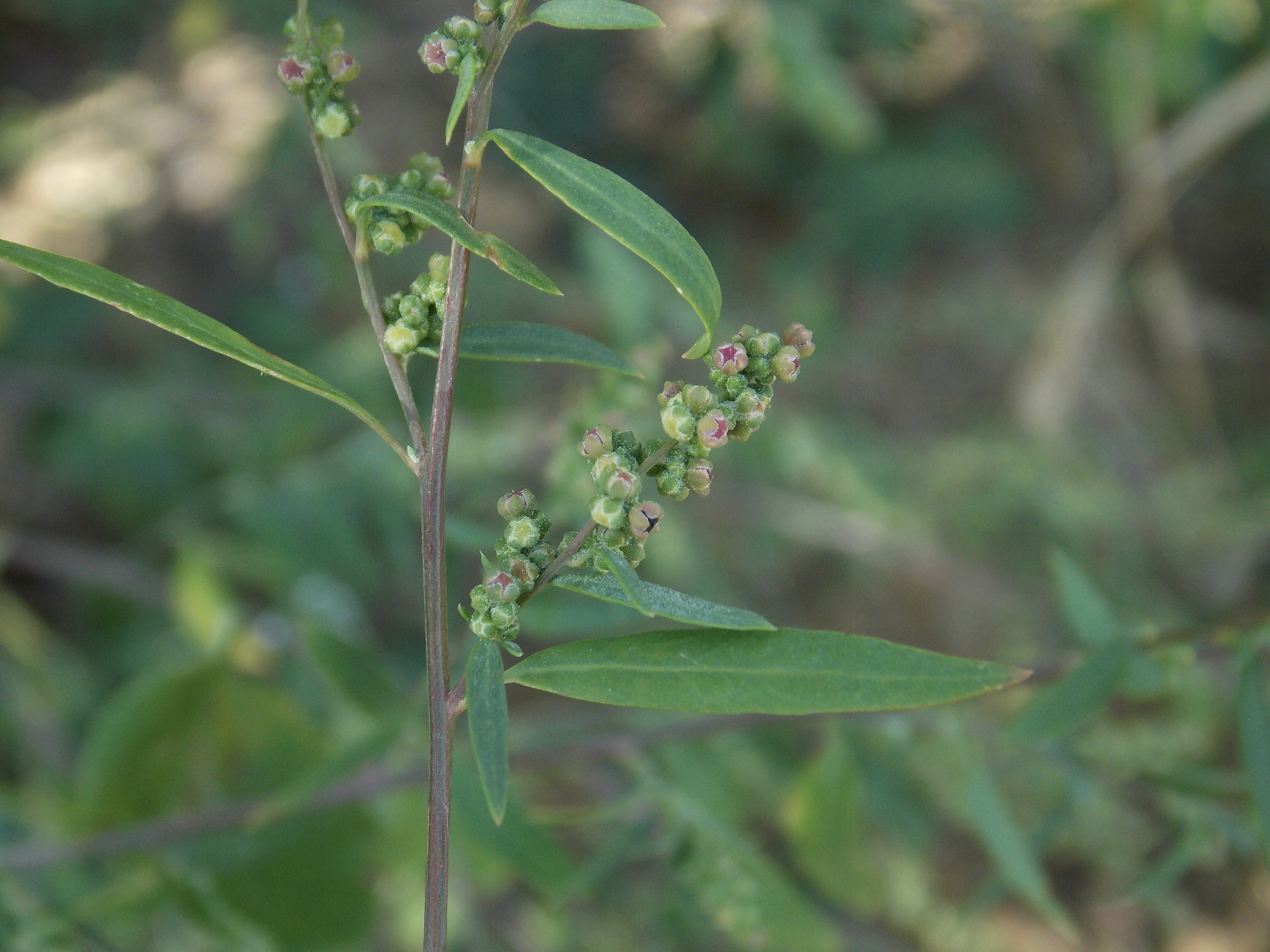 Chenopodium pallescens