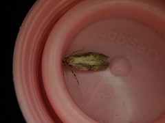 Atomotricha isogama