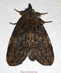 Lusurini