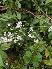Symphyotrichum